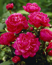 Без бренда «2KMB-4036» в Иваново