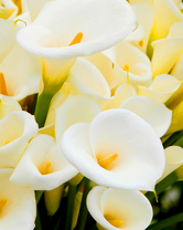 Без бренда «Белые каллы» в Иваново