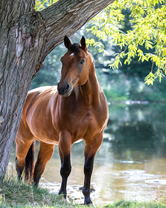 Без бренда «Лошадь у дерева» в Иваново