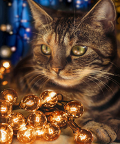 Без бренда «2KXSB-0678» в Иваново