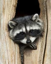 Без бренда «Енот в дупле» в Иваново