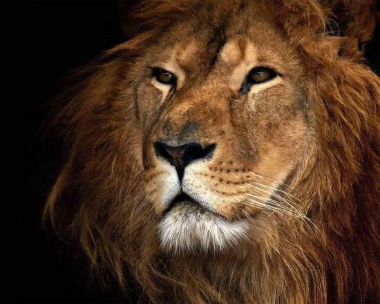 Картина по номерам 40x50 Большой мудрый лев