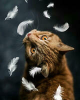 Без бренда «Кот среди перышек» в Иваново