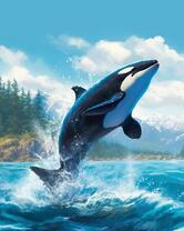 Мощь касатки у берегов