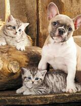 Без бренда «Милый щенок французского бульдога и два котёнка» в Иваново