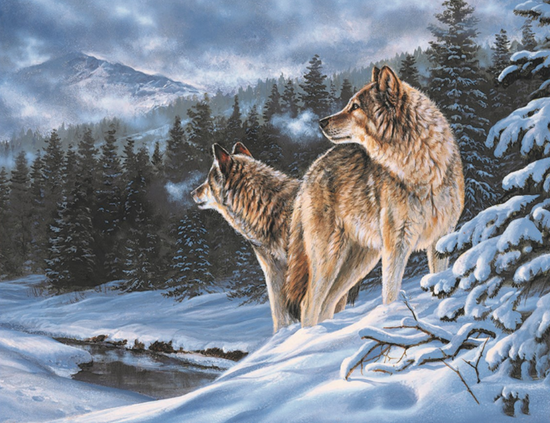 Алмазная мозаика 40x50 Волки в еловом лесу у гор