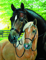 Черная лошадь и ее лоша