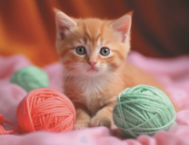Рыжий котенок и цветные клубки